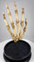 Front view of early 20th century human hand skeleton displaying articulated fingers, palm and wrist anatomy