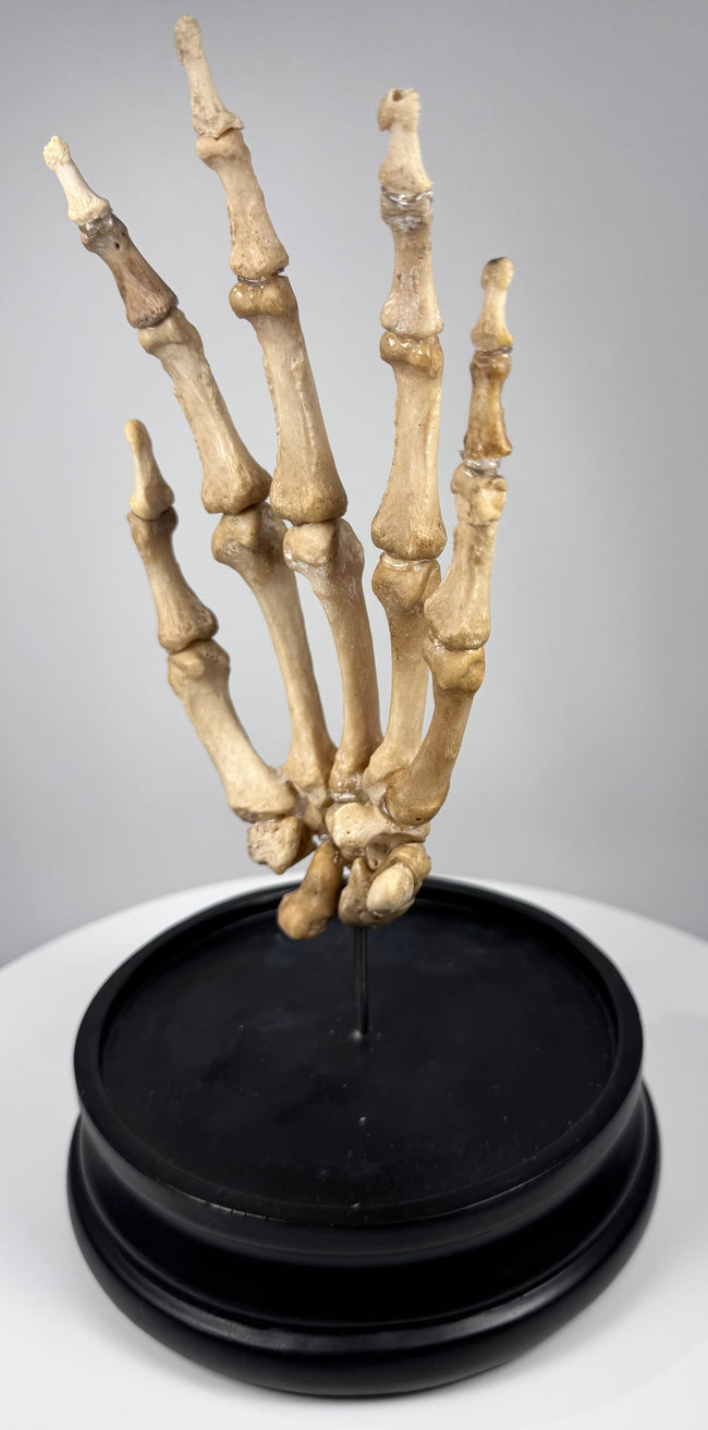 Vintage British medical teaching skeleton of a human hand professionally articulated and mounted for anatomical study