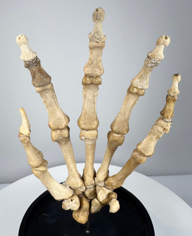 Early 20th century British osteological specimen of an articulated human hand prepared for medical teaching and study