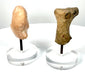 Mesopotamian bovine head fragment displaying simplified anatomical modelling, dark surface deposits, and an irregular broken neck.