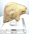 Archaic–Classical Mediterranean animal-head rhyton fragment featuring a rounded profile, elongated snout, and distinctive horizontal mouth opening.
