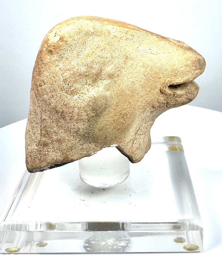 Archaic–Classical Mediterranean animal-head rhyton fragment featuring a rounded profile, elongated snout, and distinctive horizontal mouth opening.