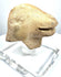 Eastern Mediterranean rhyton fragment with a hollow underside, projecting animal muzzle, and visible internal surface deposits.