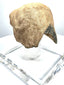 Ancient stone animal-head sculpture exhibiting extensive weathering, scattered mineral-like encrustations, and irregular fragmentary edges.