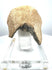 Ancient zoomorphic vessel fragment displaying a pronounced jaw opening, rounded sculptural contours, and pale buff-coloured porous material.