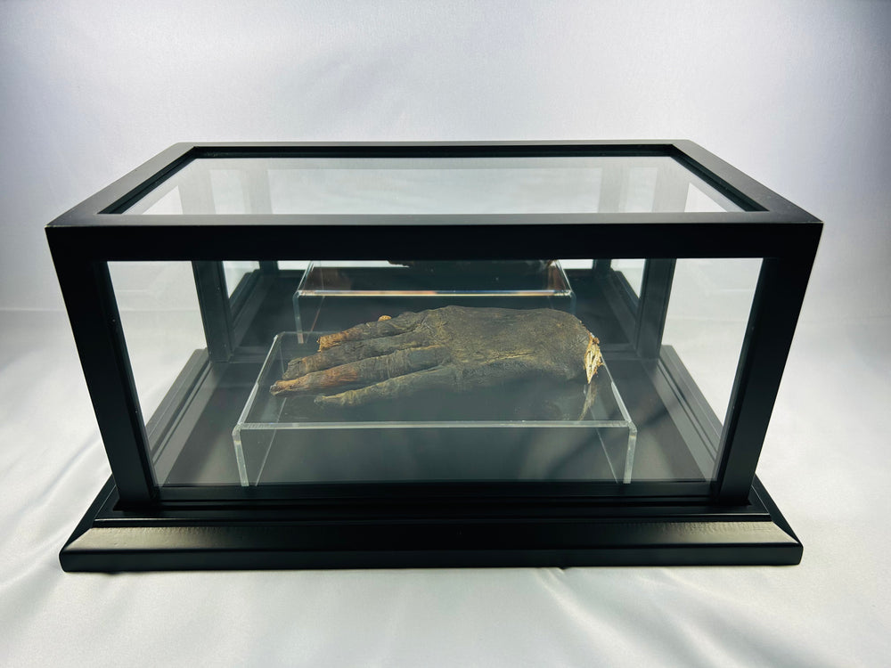 Authentic ancient Egyptian mummified hand (700–200 BCE) displayed on a clear glass stand within a black museum case on a white background — verified artifact from Relic and Rarity.