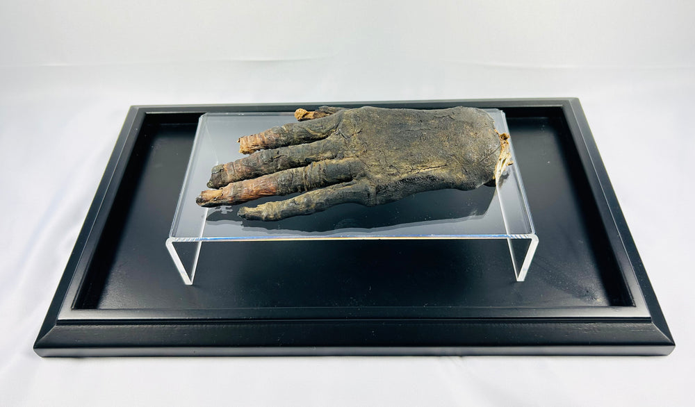 Authentic ancient Egyptian mummified hand (700–200 BCE) displayed on a clear glass stand within a black museum case on a white background — verified artifact from Relic and Rarity.