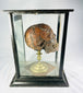 Side profile of the 19th-century mummified head known as “TIC,” displayed in a glass and wood case on a brass stand, showing detailed preservation and texture against a white background.