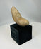 Archaeological Pre-Columbian stone tool used for processing plants or pigments