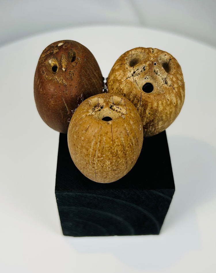 Pre-Columbian palm nut rattle components from Central or South American culture