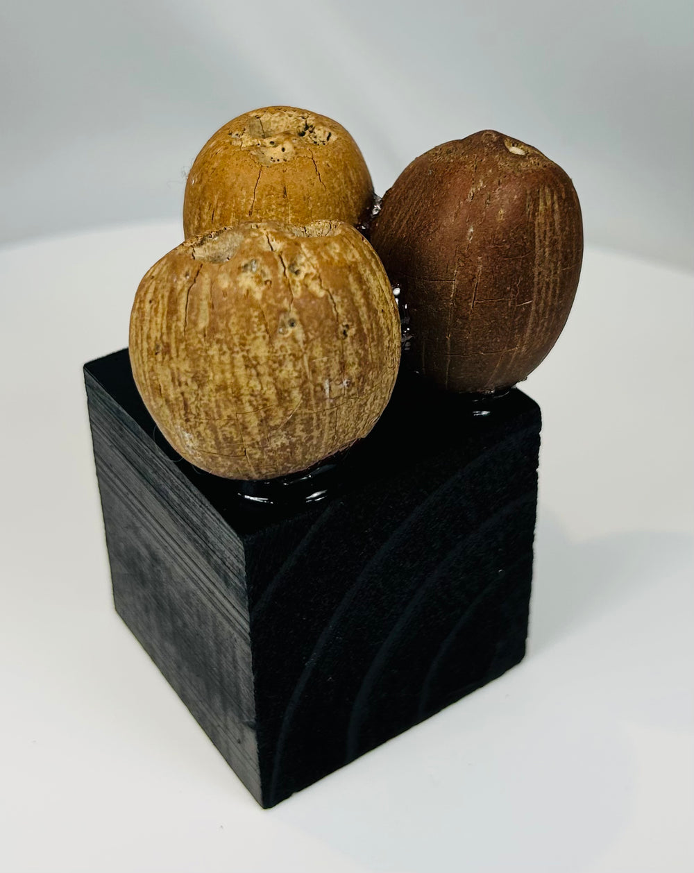 Ancient tropical palm seed pods modified for use in ceremonial rattles