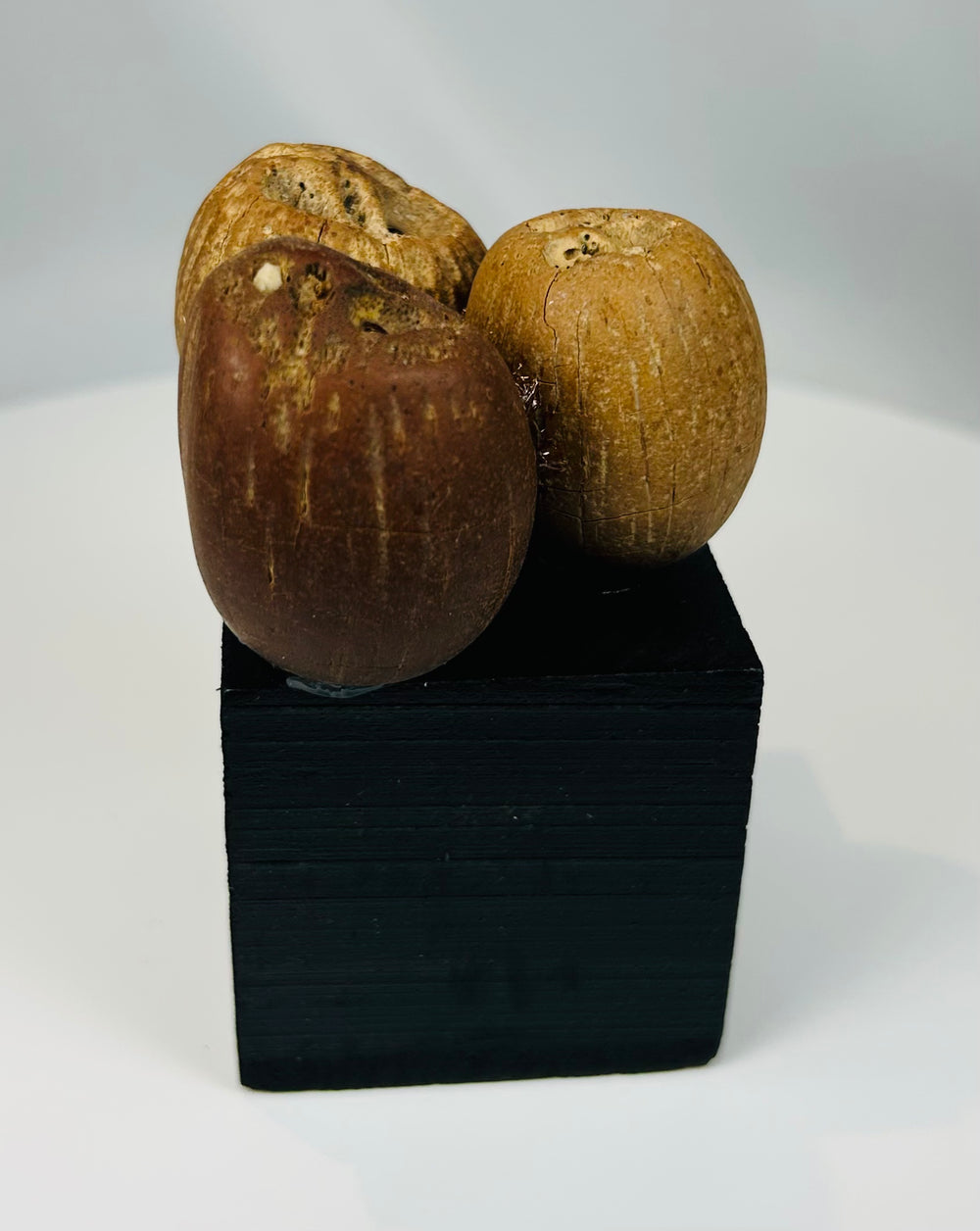 Set of three ancient seed pod artifacts used in indigenous ritual music traditions