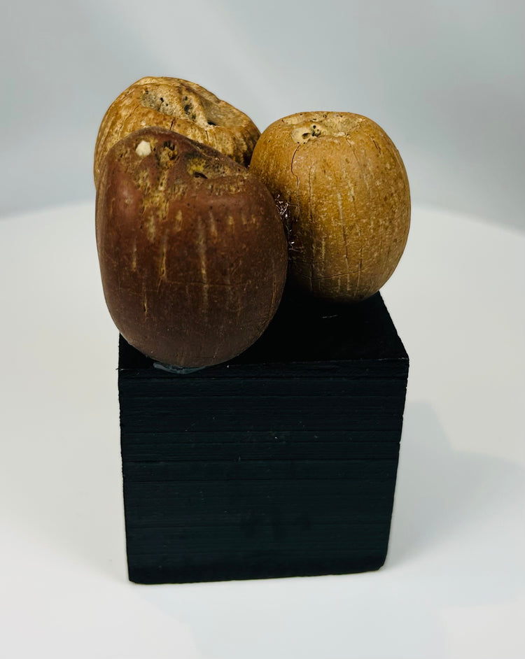 Set of three ancient seed pod artifacts used in indigenous ritual music traditions