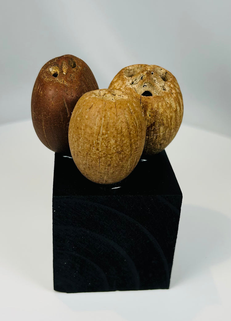 Pre-Columbian ceremonial seed pods with drilled holes for attachment to rattles