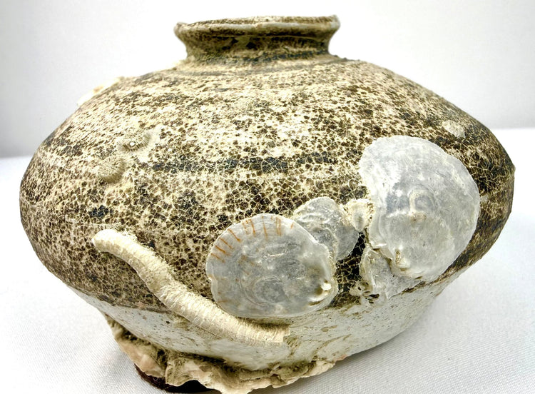 Fifteenth–sixteenth-century Chinese stoneware jarlet featuring a rounded discoid form, narrow neck, and visible surface weathering from centuries beneath the sea.