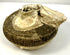 Fifteenth–sixteenth-century Ming Dynasty shipwreck jarlet displaying a large shell deposit around its flared rim, partial brown glaze, and naturally weathered ceramic surface.