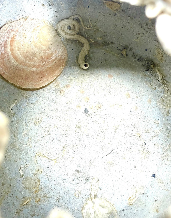 Ancient Chinese Ming Dynasty stoneware jarlet featuring a prominent marine shell encrustation attached near its opening, reflecting centuries of underwater submersion.