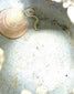 Ancient Chinese Ming Dynasty stoneware jarlet featuring a prominent marine shell encrustation attached near its opening, reflecting centuries of underwater submersion.