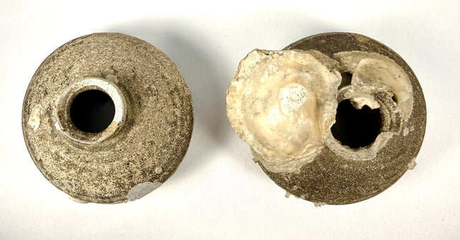 Chinese Ming Dynasty shipwreck artifacts featuring two brown-glazed stoneware jarlets with distinctive rounded forms, marine shell encrustations, and archaeological patina.