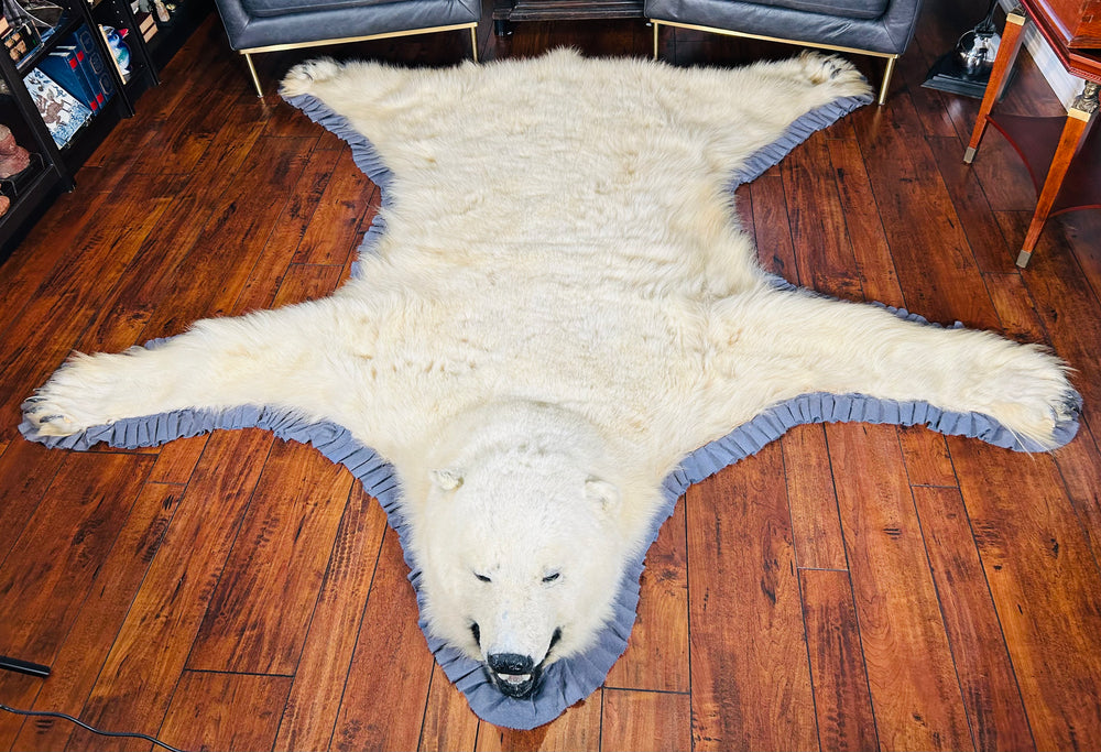 Rare antique polar bear rug from Alaska with open-mouth taxidermy head, early 20th century