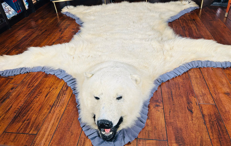 Alfombra antigua y rara de oso polar | Taxidermia de Alaska de principios del siglo XX 