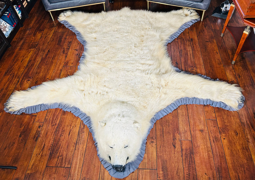 Antique Alaskan polar bear rug measuring 87 x 89 inches, professionally restored