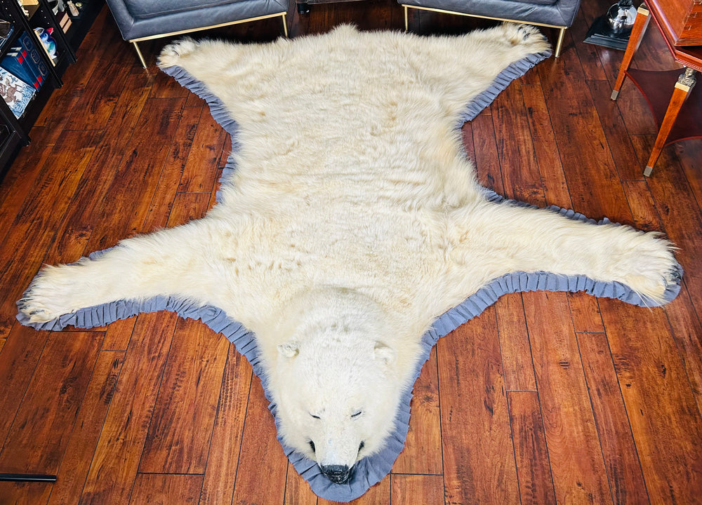 Full view of antique polar bear rug with double felt trim and under-matting