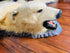 Close-up of polar bear taxidermy head with glass eyes and detailed jaw