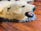 Close-up of polar bear taxidermy head with glass eyes and detailed jaw