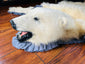 Historic Alaskan polar bear rug laid flat showing natural hide shape