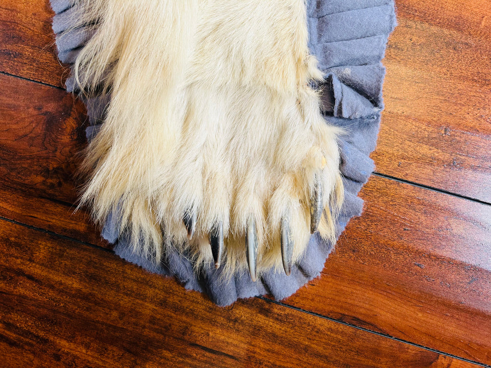 Detail of antique polar bear rug fur texture and coloration after professional restoration