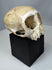 Natural history primate skull featuring intricate bone structure and preserved dental elements.