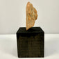 Small terracotta fragment standing vertically on black base emphasizing irregular shape