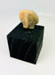 Pre-Columbian terracotta head fragment from West Mexico, Nayarit or Jalisco, archaeological artifact with drilled eyes and subtle mouth, mounted for display