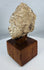 Gandharan archaeological head fragment mounted for display on a custom wooden base