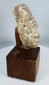 Archaeological Gandharan stucco sculpture fragment with calm meditative expression