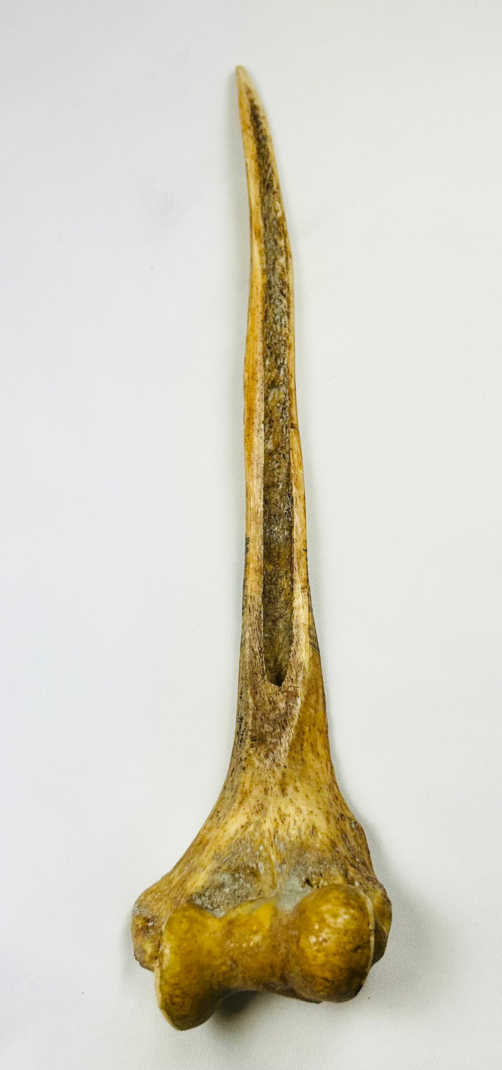 Ethnographic 19th-century ceremonial dagger from New Guinea, human bone and feather construction, ritual use