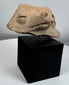 Pre-Columbian animal-form ceramic fragment displaying centuries of burial wear and archaeological character.