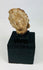 Archaic terracotta or stone head fragment from the ancient Mediterranean, display-mounted collectible