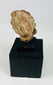 Archaic terracotta or stone head fragment from the ancient Mediterranean, display-mounted collectible