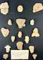 Pre-Columbian terracotta votive heads and busts from Teotihuacan and Veracruz, archaeological shadowbox display