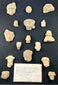 Mesoamerican terracotta fragments, 200 BCE–900 CE, Teotihuacan and Veracruz traditions, mounted in shadowbox