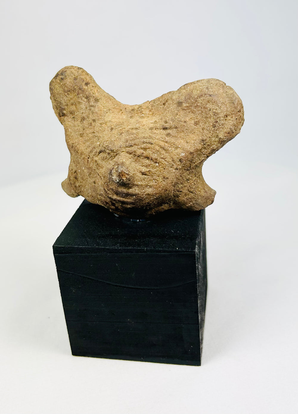 Pre-Columbian West Mexico terracotta head fragment with facial stylization