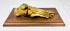 Antique anatomical specimen of a human foot displayed on polished wood base