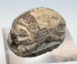 Opposite side view of cream-colored Late New Kingdom Egyptian faience scarab