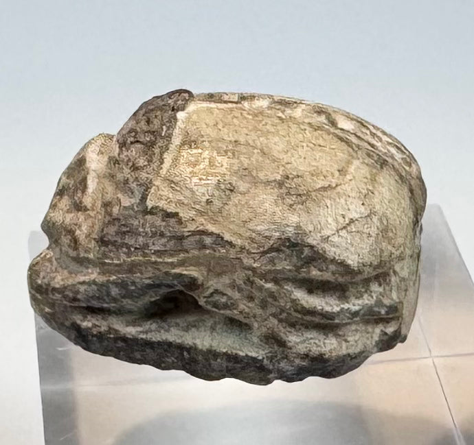 Side view of cream-colored ancient Egyptian scarab with mineral accretions and worn glaze