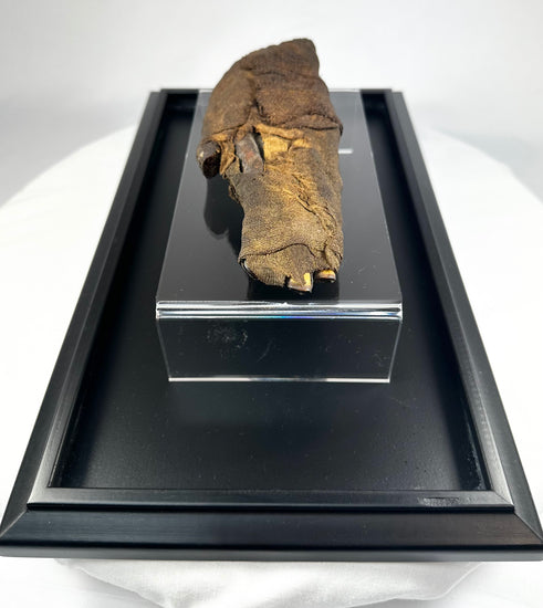 Authentic ancient Egyptian mummified hand, 700–200 BCE, displayed on black museum platform with white background, showing preserved fingernails and linen wrappings.