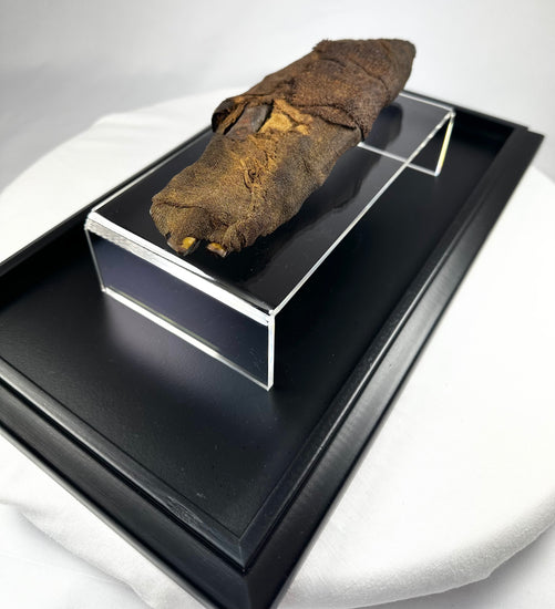 Authentic ancient Egyptian mummified hand, Late Period to Ptolemaic Era (700–200 BCE), displayed on black museum platform with white backdrop, showing linen wrappings and preserved skin.
