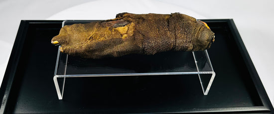Authentic ancient Egyptian mummified hand, 700–200 BCE, displayed on clear acrylic stand over black tray, showing preserved wrappings and resin-treated skin.”