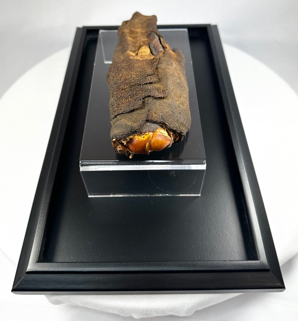 Detail of ancient Egyptian linen wrapping and resin coating on verified mummified hand, Late to Ptolemaic Period, circa 700–200 BCE.